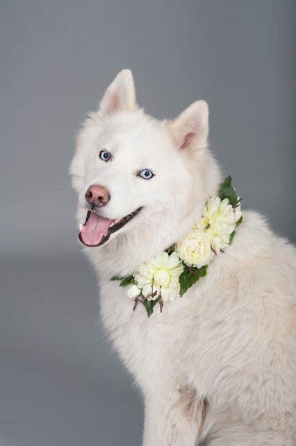 dog_wearing_flower_collar