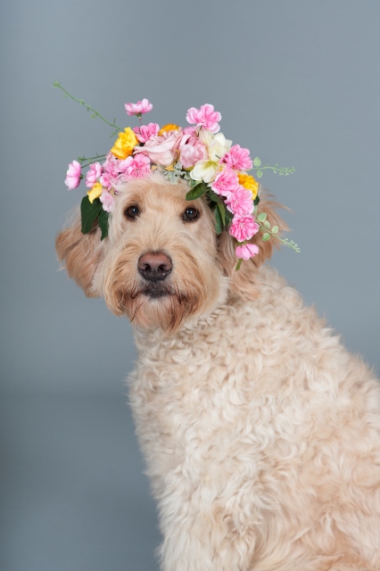 dog_wearing_flower_crown