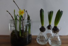 DIY: spring bulbs in glass